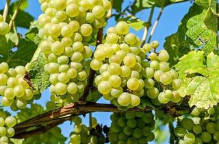 Wohnung mieten in 97877 Wertheim, Sonnige Landliebe-Wohnung