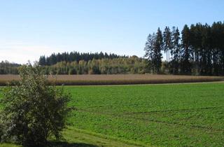 Büro zu mieten in Schönauer Ring, 82269 Geltendorf, Helle große Büro/ Praxis/ Atelierräume für Unternehmer