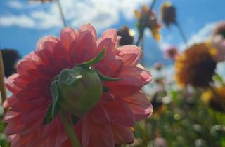 Penthouse kaufen in 90411 Schafhof, Penthouse Terrassenwohnung