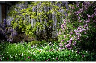 Haus mieten in Lützelsachenerstraße 45, 69469 Weinheim, Charmante Villa in Traumlage - mit einem Garten, der das Herz berührt und zum Träumen einlädt!
