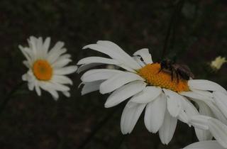 Grundstück zu kaufen in 65527 Niedernhausen, * Hier ist Platz für Ihr Traumhaus * in Niedernhausen....