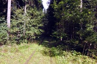 Gewerbeimmobilie kaufen in 82041 Oberhaching, Waldgrundstück in Oberbiberg