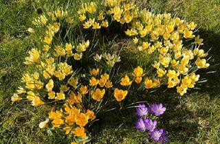 Mehrfamilienhaus kaufen in 31749 Auetal, Auetal - Mehrfamilienhaus, 2 Familienhaus + 1 Familienhaus von privat