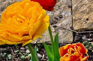 Wohnung mieten in 92637 Weiden, WEN Ost, 1.-Zimmer-Appartement, 5 Gehminuten zur OTH/FOS/BOS ab 01.01.2026