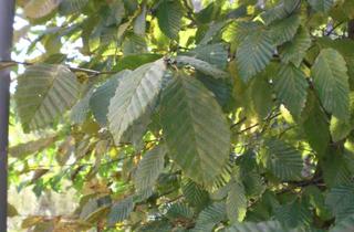 Grundstück zu kaufen in 64625 Bensheim, Schönes Grundstück in klasse Lage in Auerbach