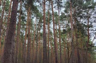 Gewerbeimmobilie kaufen in Beeskower Ch., 15848 Tauche, 9,75 ha Wald in einem Flurstück südöstlich Berlin,