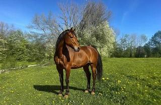 Grundstück zu kaufen in 82335 Berg, IHRE PFERDE WERDEN DIESE WIESE LIEBEN