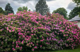 Einfamilienhaus kaufen in 82049 Pullach, Großzügiges Einfamilienhaus mit weitläuftigem Grundstück mit majestätischer 100-jähriger Linde