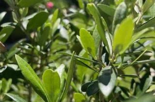 Grundstück zu kaufen in Mozartstraße, 82223 Eichenau, FBC - Neue Perspektiven - Traumhaftes Baugrundstück Eichenau