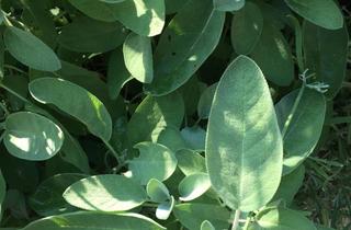 Grundstück zu kaufen in 82140 Olching, FBC - Ruhige, grüne Stadtlage - Top-Baugrundstück für Doppelhaushälfte