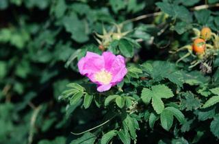 Anlageobjekt in 18258 Schwaan, 4-Familienhaus in zentraler Stadtlage, Schwaan (Sanierungsobjekt)