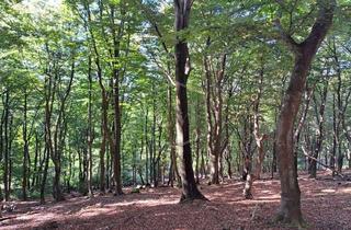 Immobilie kaufen in 58636 Iserlohn, Forstwirtschaftliche Flächen in Iserlohn