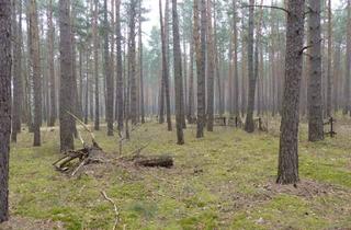 Gewerbeimmobilie kaufen in Puschkinstraße o. Nr., 14822 Borkwalde, Auktion - Vertragsfreie Waldfläche am östlichen Ortsrand von Borkwalde
