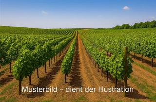 Grundstück zu kaufen in 67551 Pfeddersheim, *** Ihr eigener kleiner "Weinberg" - Wingert in Worms-Horchheim ***