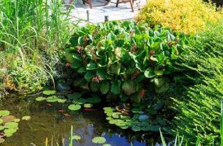 Grundstück zu kaufen in 67067 Rheingönheim, Toller Bauplatz in absolut ruhiger Lage für Ihre Doppelhaushälfte.