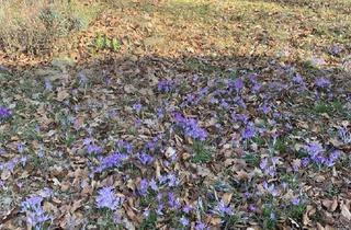 Grundstück zu kaufen in 22929 Hamfelde, Baugrundstück