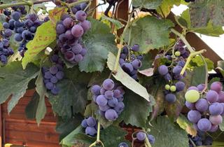 Wohnung mieten in 61352 Bad Homburg, Geschmackvolle, modernisierte 3-Raum-Wohnung mit geh. Innenausstattung mit Balkon und EBK