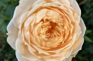 Haus kaufen in Heubergstraße 10, 85560 Ebersberg, große DHH auf großem Grundstück// Baurechtsreserve//teilweise Renovierungsbedarf//provisionsfrei