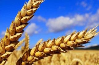 Gewerbeimmobilie kaufen in 92726 Waidhaus, Ackerland • Photovoltaik • Verkauf • Pacht - Komplettangebot in attraktiver Lage