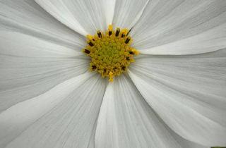 Einfamilienhaus kaufen in 53773 Hennef, Hennef (Sieg) - Einfamilienhaus mit Pool zum Kauf von privat