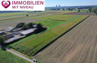 Gewerbeimmobilie kaufen in 89415 Lauingen, 0,89 ha Ackerland in Lauingen, 1a Lage, 1a Erträge, 1a Investment, sofort verfügbar!