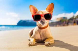 Haus kaufen in 23669 Timmendorfer Strand, Timmendorfer Strand - INVESTMENT * Hund Hunde Hotel Pension Ferienvermietung 4 Pfoten