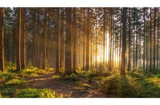 Gewerbeimmobilie kaufen in Wenger Moos, 83404 Ainring, Natur pur - Waldgrundstück in Ainring