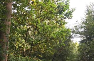 Grundstück zu kaufen in 91555 Feuchtwangen, Waldgrundstück.......2,82 Hektar....Mischwald....zu verkaufen