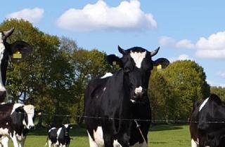 Gewerbeimmobilie kaufen in 25712 Burg, Ehemaliger Milchviehstall, vielseitig nutzbar mit großem Grundstück