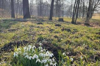 Gewerbeimmobilie kaufen in 01665 Klipphausen, Verwirklichen Sie Ihren Traum vom eigenen Wald im idyllischen Bachtal nahe Dresdens!