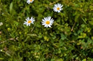 Wohnung kaufen in 91217 Hersbruck, Hersbruck - 4 Zimmer Eigentumswohnung