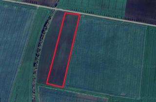 Anlageobjekt in K 1700, 39448 Börde-Hakel, 1,4ha Acker bester Bördeboden bei Groß Germersleben - Ackerzahl 100!!