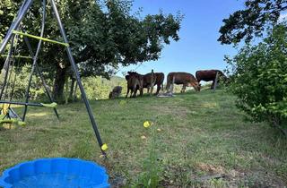 Wohnung mieten in 79252 Stegen, Vollständig modernisierte, sonnige Wohnung mit Balkon und Einbauküche in Stegen