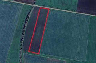 Anlageobjekt in 39448 Westeregeln, 1,4ha Acker bester Bördeboden bei Groß Germersleben - Ackerzahl 100!!