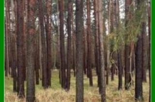 Grundstück zu kaufen in 15859 Storkow, *** Wald ca. 3,5 ha nahe Wolziger See ***