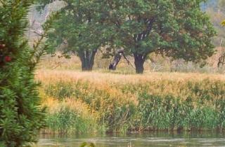 Bauernhaus kaufen in 15328 Bleyen-Genschmar, Bleyen-Genschmar - TRAUMHAFT RENOVIERTE HOFSTELLE - MIT CHARME UND SCHEUNE - UND MIT 4 WOHNEINHEITEN