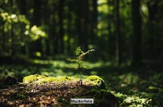 Grundstück zu kaufen in Am Steinberge, 99428 Weimar, Idyllisches Waldgrundstück mit praktischem Lagerschuppen – Natur pur