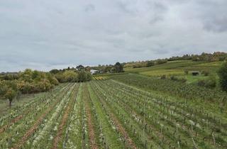 Wohnung mieten in 55218 Ingelheim, Charmante 2-Zimmer Wohnung in Ingelheim