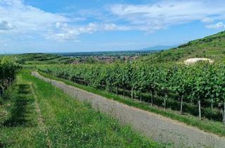 Haus kaufen in 79098 Freiburg im Breisgau, Freiburg im Breisgau - Sehr schöne, geräumige DHH in Ihringen am Kaiserstuhl