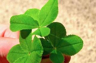 Penthouse kaufen in Am Teufelsbruch, 13587 Spandau, ***IHR Platz an der Sonne – Süßes Penthouse mit Himmel überm Kopf und Natur vor der Tür***