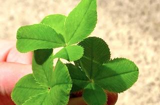 Wohnung kaufen in Am Teufelsbruch, 13587 Spandau, *Grün wohnen, urban leben – 1 Zimmer Apartment zwischen Großstadt & Gartenglück*