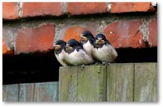 Einfamilienhaus kaufen in 16949 Putlitz, saniertes Einfamilienhaus mit Ausbaureserve, separates Gästehaus und große Scheune