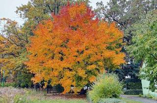 Grundstück zu kaufen in 15938 Golßen, Baugrund in Altgolßen