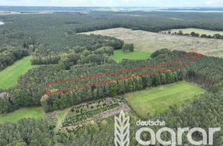 Gewerbeimmobilie kaufen in 01917 Kamenz, Kiefernwald (ca. 0,8 ha) nordöstlich von Kamenz