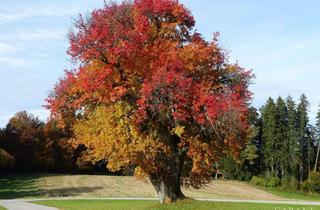 Haus kaufen in 83317 Teisendorf, Goldener Herbst in Teisendorf: Umfangreich modernisiertes Zweifamilienhaus mit viel Garten!
