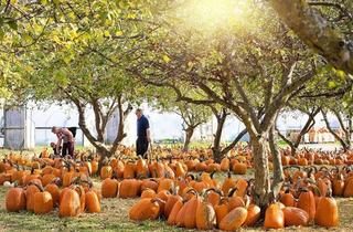 Haus kaufen in 08134 Wildenfels, Jetzt mit neuer Förderung sicher bauen!