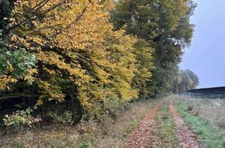 Gewerbeimmobilie kaufen in 91747 Westheim, Mischwald mit sehr guter Zufahrt