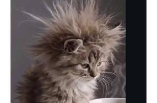 Haus kaufen in 78166 Donaueschingen, Donaueschingen - Idyllisches Haus