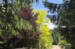 Haus kaufen in Reiherweg, 29690 Schwarmstedt, idyllisches Wochenendhaus unweit der Aller in der Südheide