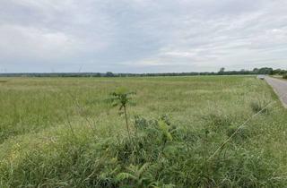 Grundstück zu kaufen in 39356 Siestedt, Seltenheit: Baugrundstück mit angeschlossener Weide (10.000 m²)